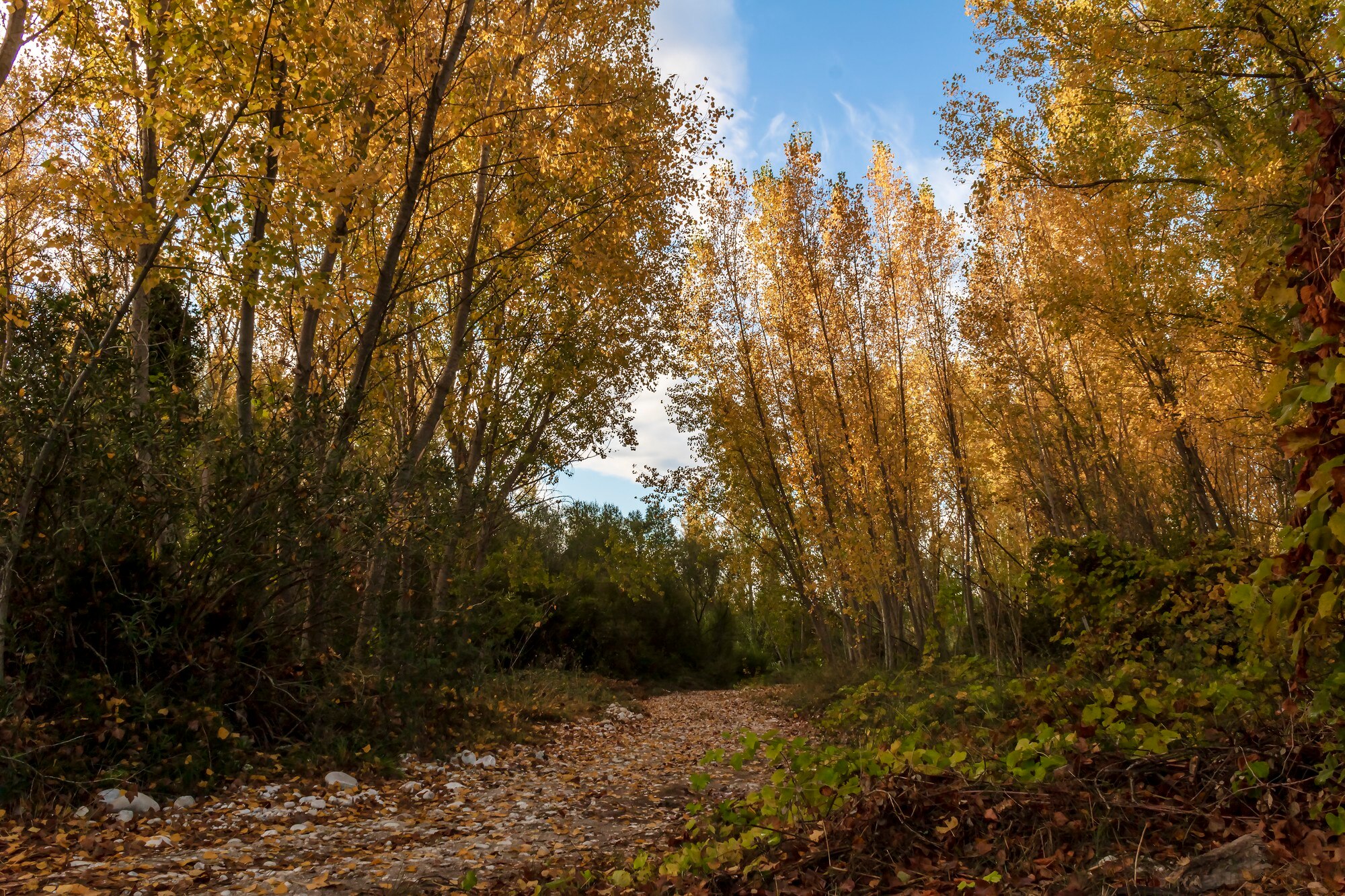 Bosque de álamos con hojas amarillas en otoño en Alicante